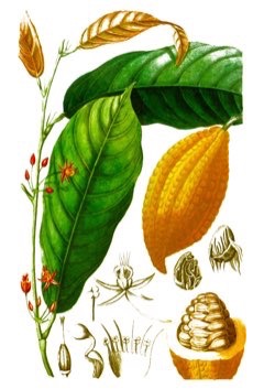 Theobroma cacao Cacao, Cocoa Tree